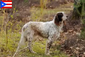 Read more about the article English Setter breeders and puppies in Puerto Rico