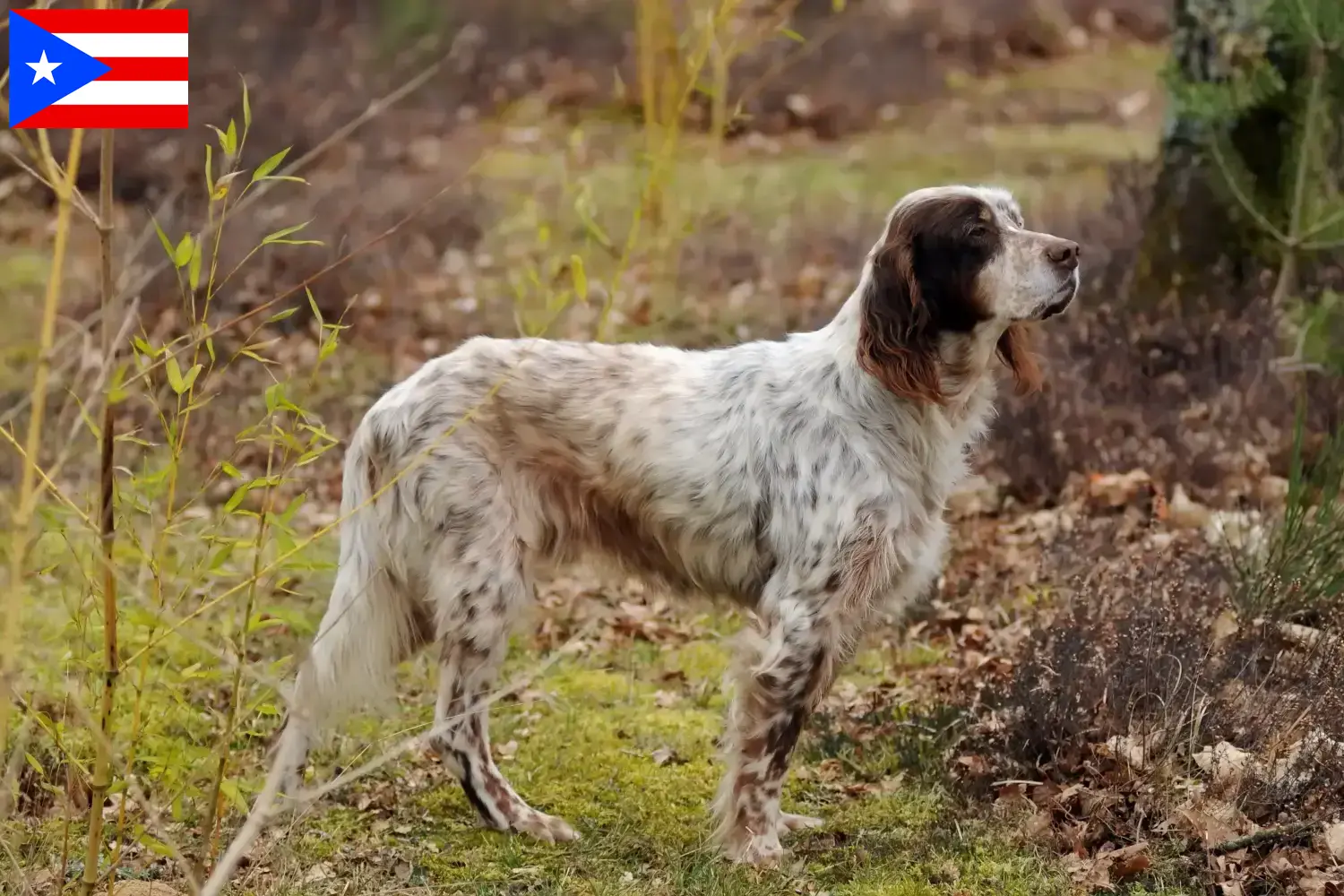 English Setter puppies and breeder Puerto Rico Find English Setter breeders in Puerto Rico.