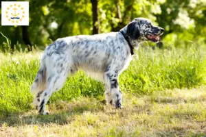 Read more about the article English Setter breeders and puppies in Rhode Island