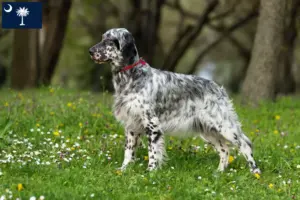 Read more about the article English Setter breeders and puppies in South Carolina
