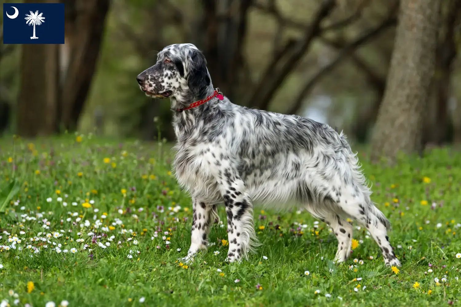 English Setter puppies and breeders South Carolina Find English Setter breeders in South Carolina.