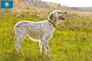 Read more about the article English Setter breeders and puppies in South Dakota