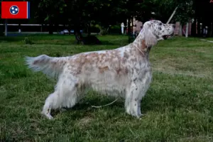 Read more about the article English Setter breeders and puppies in Tennessee