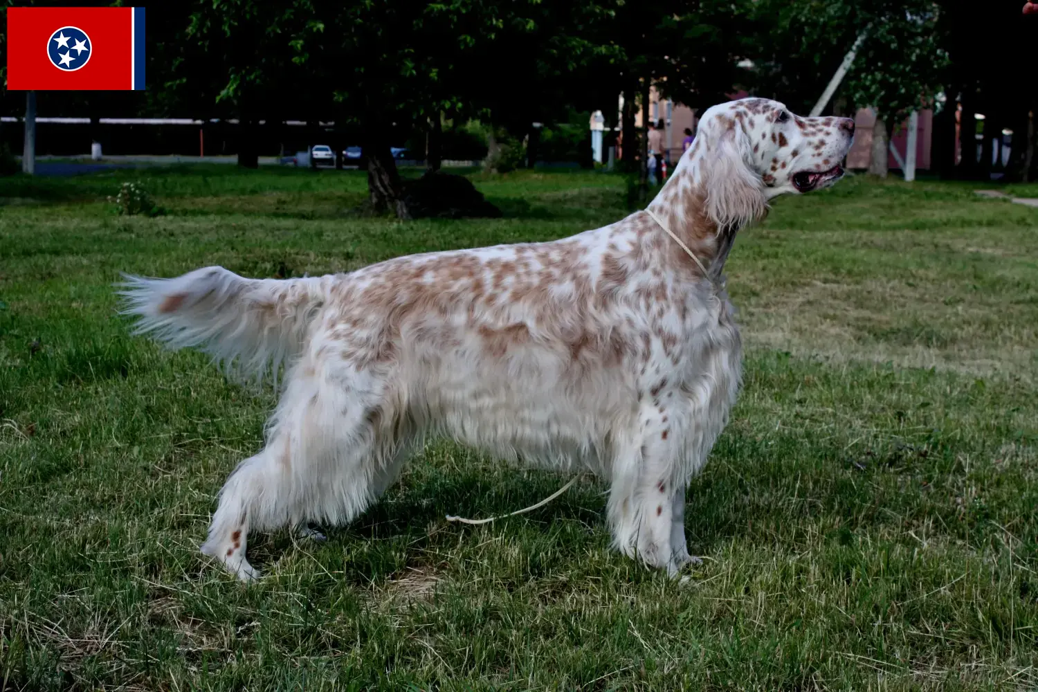 English Setter puppies and breeder Tennessee Find English Setter breeders in Tennessee.