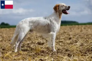 Read more about the article English Setter breeders and puppies in Texas