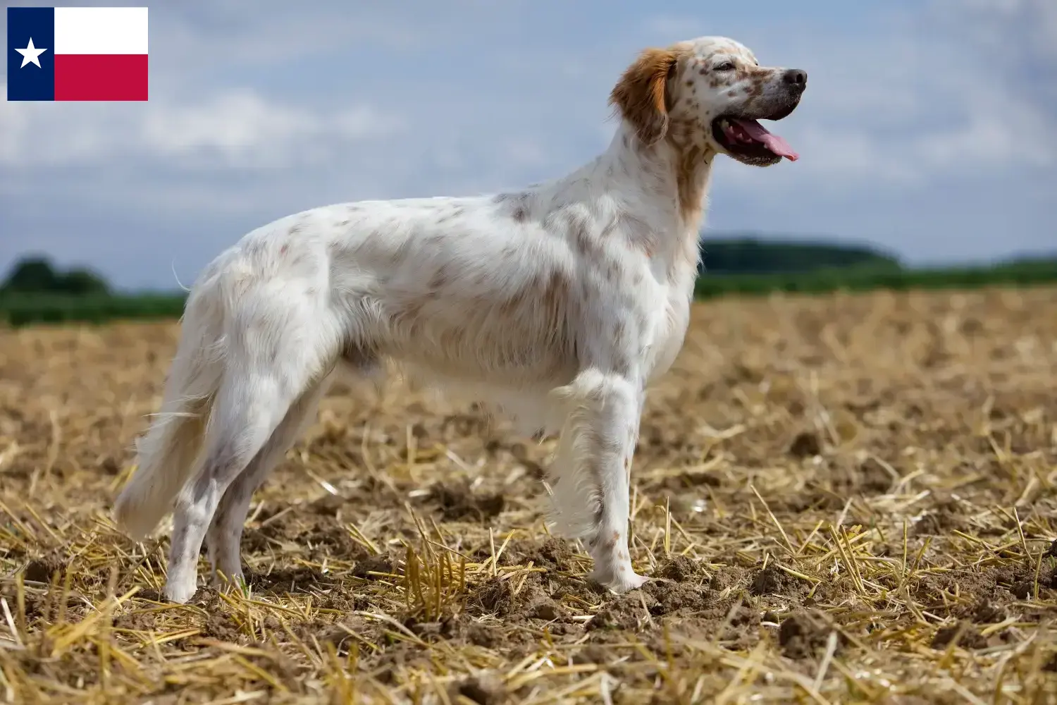 English Setter puppies and breeders Texas Find English Setter breeders in Texas.
