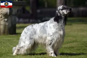 Read more about the article English Setter breeders and puppies in Utah