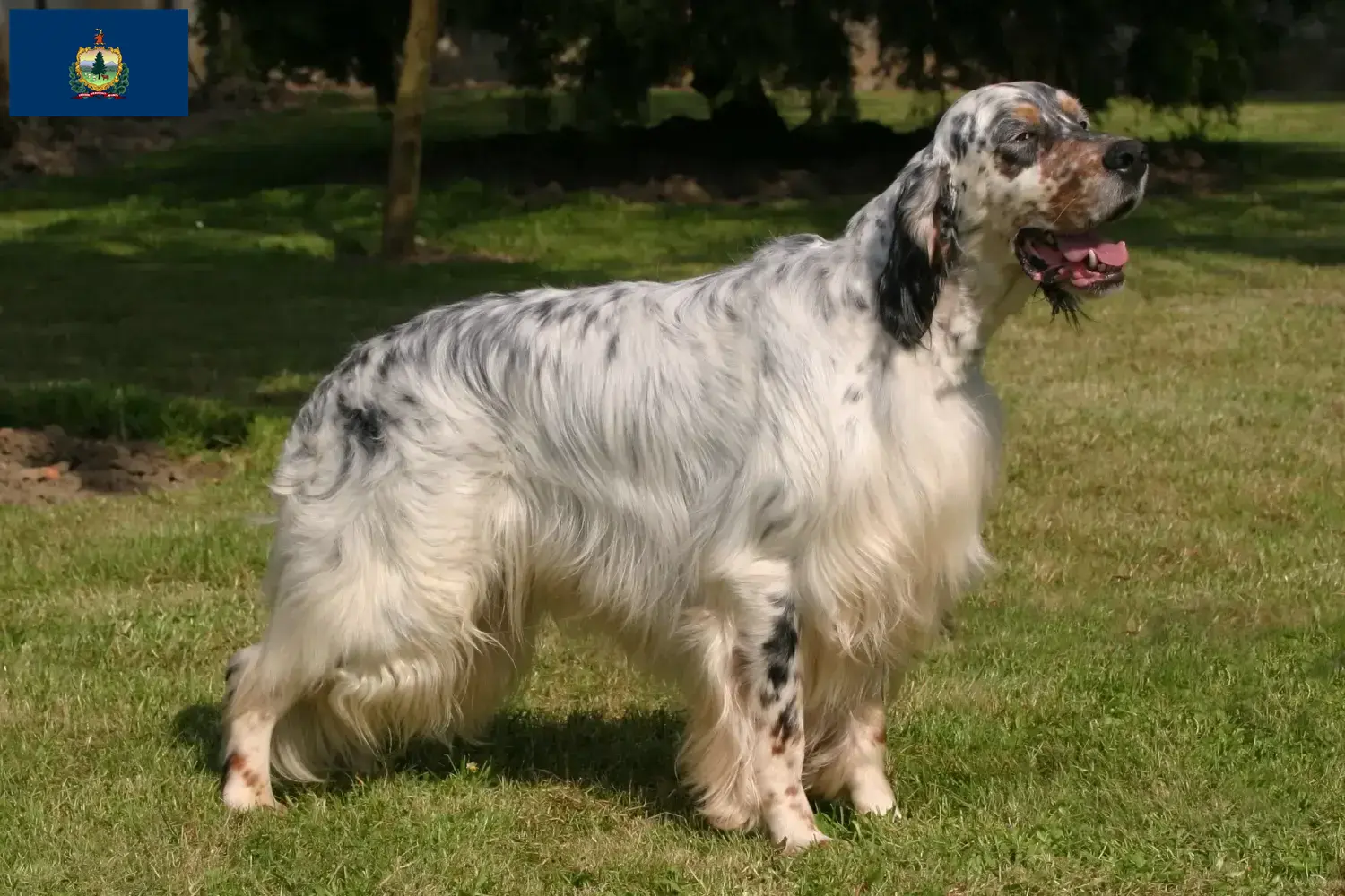 English Setter puppies and breeders Vermont Find English Setter breeders in Vermont.