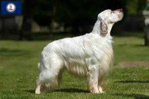 Read more about the article English Setter breeders and puppies in Virginia