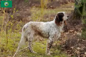Read more about the article English Setter breeders and puppies in Washington