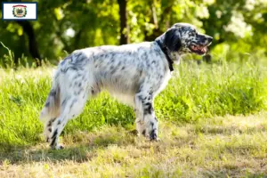 Read more about the article English Setter breeders and puppies in West Virginia