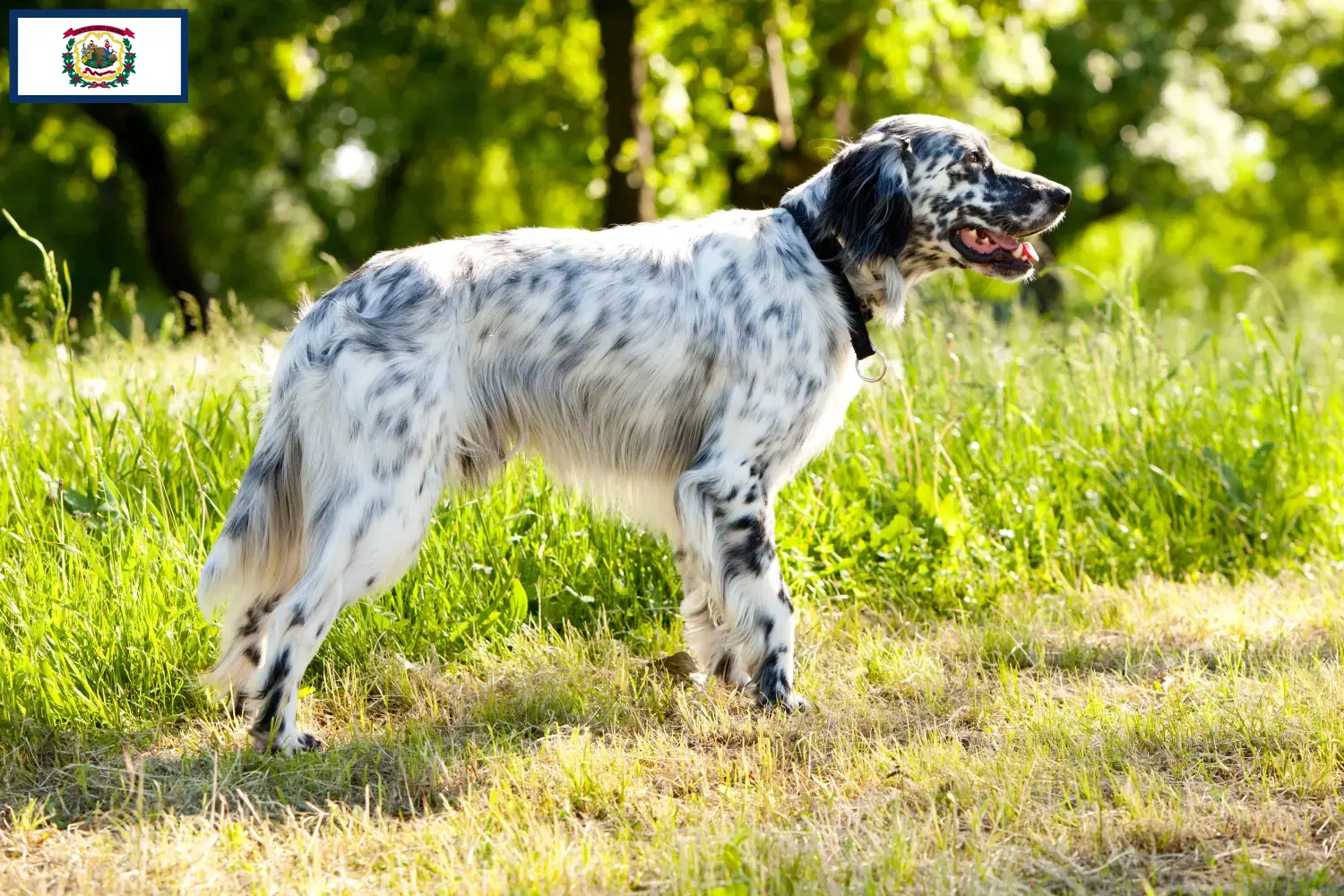 English Setter puppies and breeders West Virginia Find English Setter breeders in West Virginia.