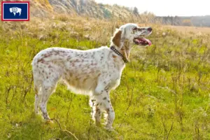 Read more about the article English Setter breeders and puppies in Wyoming