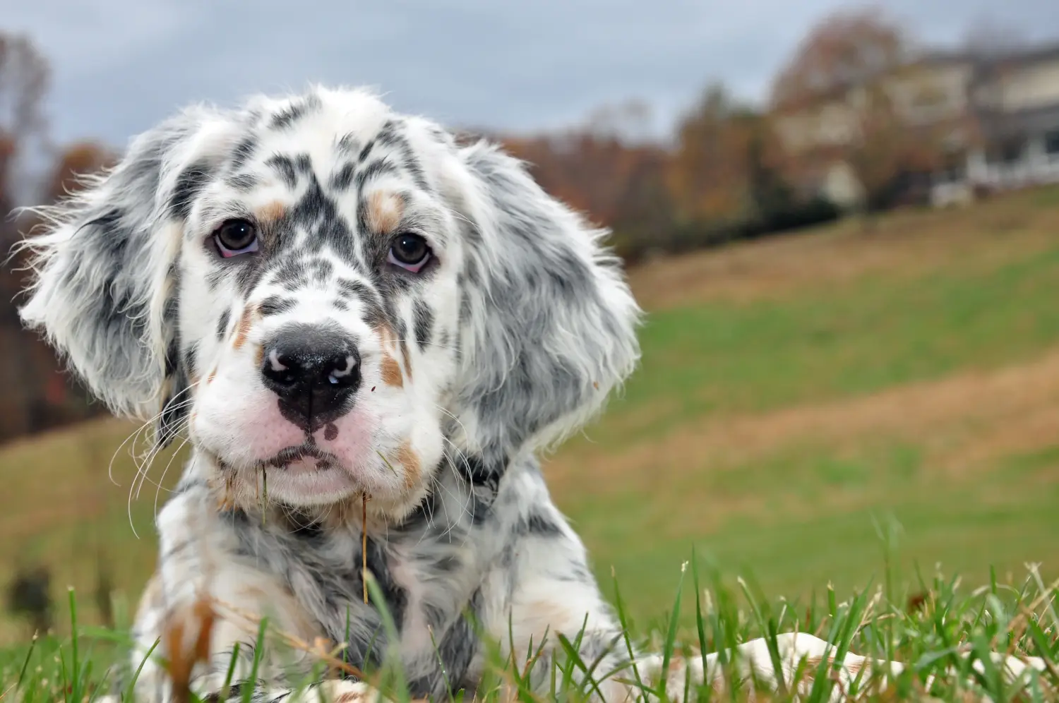 Buying an English Setter puppy means taking responsibility! Buy English Setter puppies.