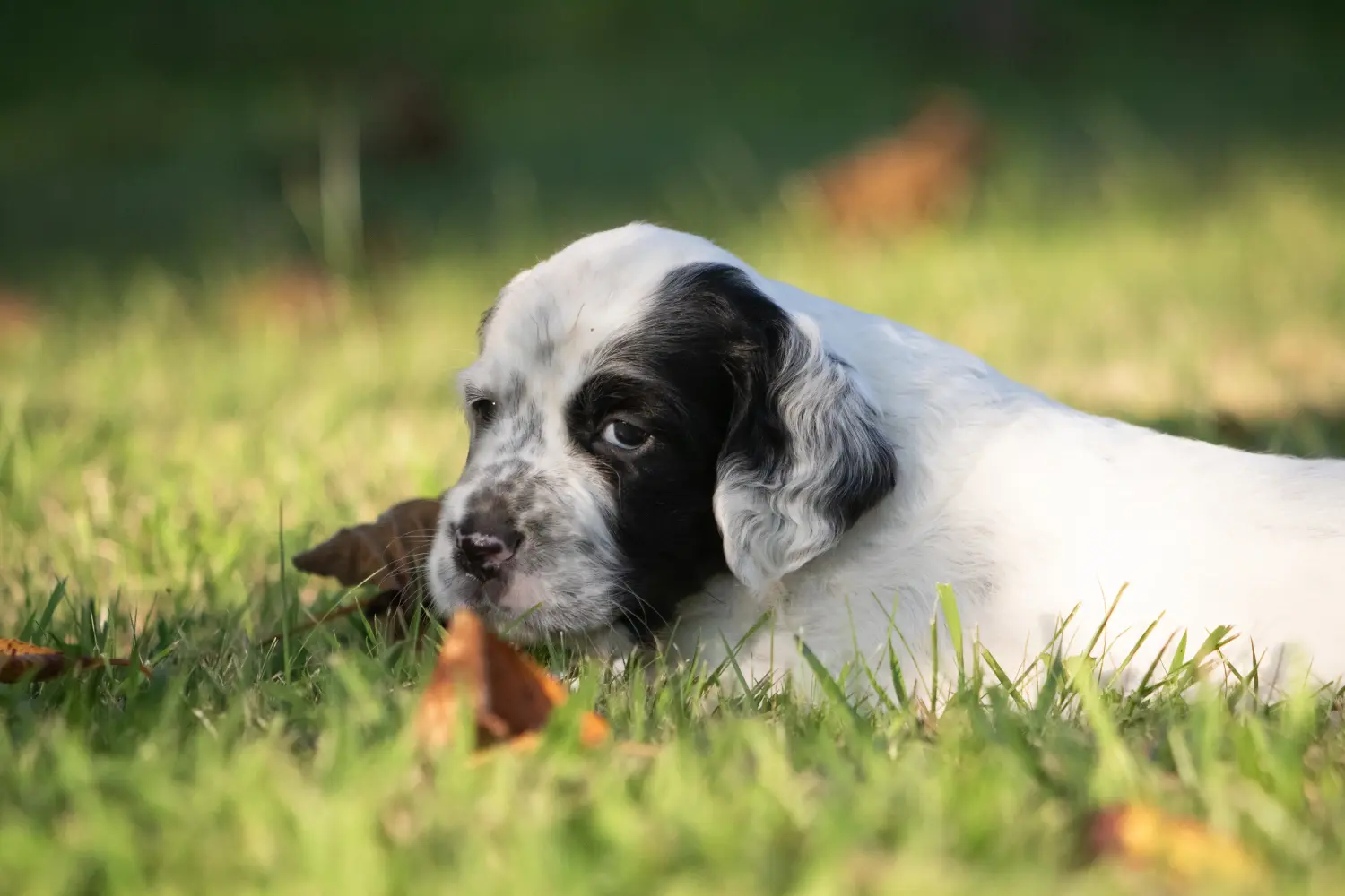 Buying an English Setter puppy means taking responsibility! Buy English Setter puppies.