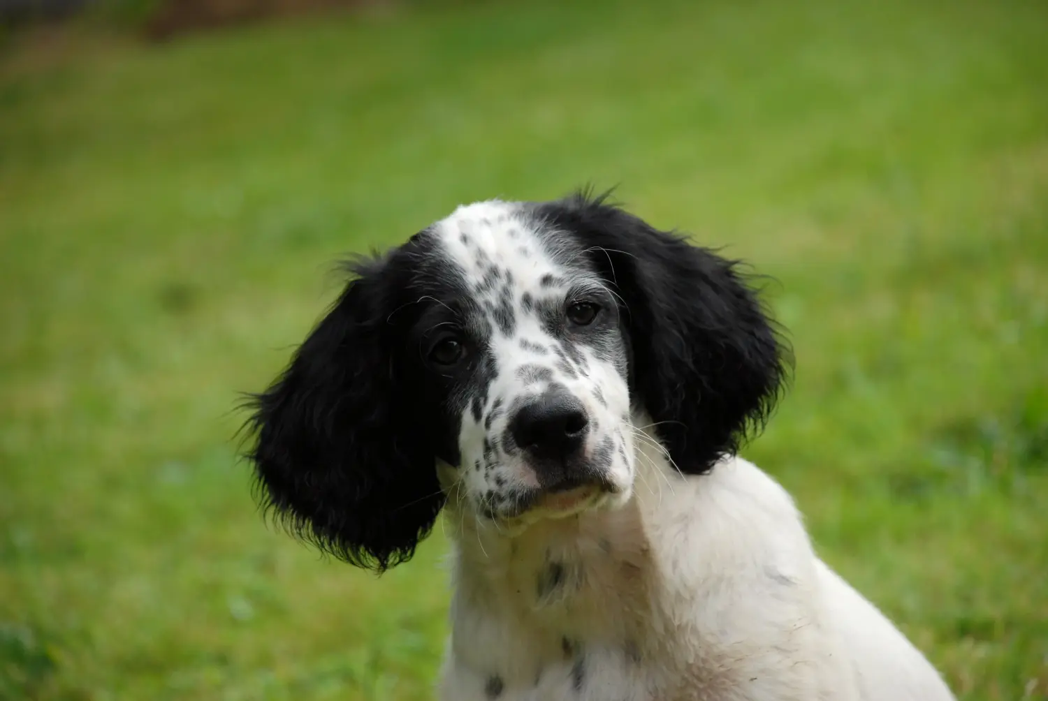 Buying an English Setter puppy means taking responsibility! Buy English Setter puppies.