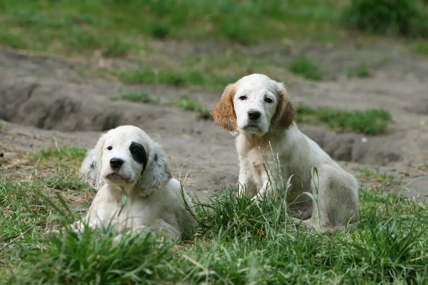 Buying an English Setter puppy means taking responsibility! Buy English Setter puppies.