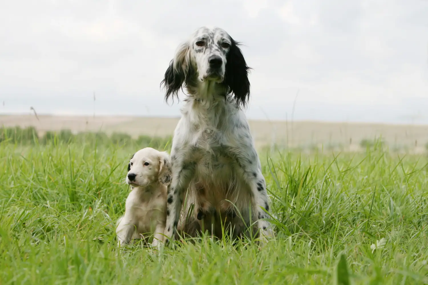 Buying an English Setter puppy means taking responsibility! Buy English Setter puppies.