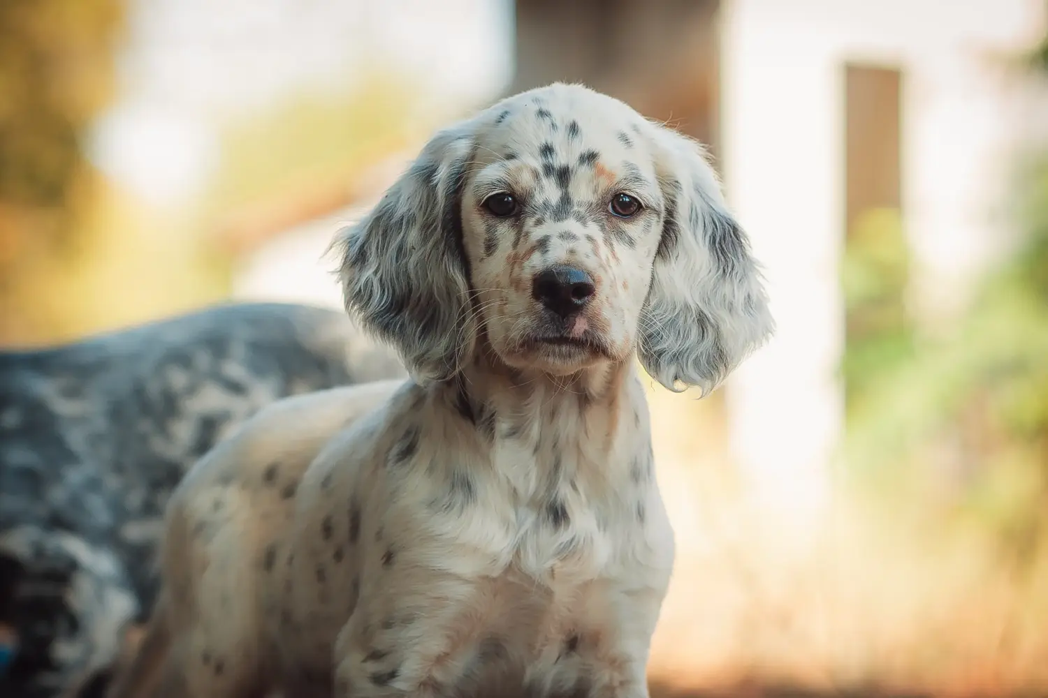 Buying an English Setter puppy means taking responsibility! Buy English Setter puppies.