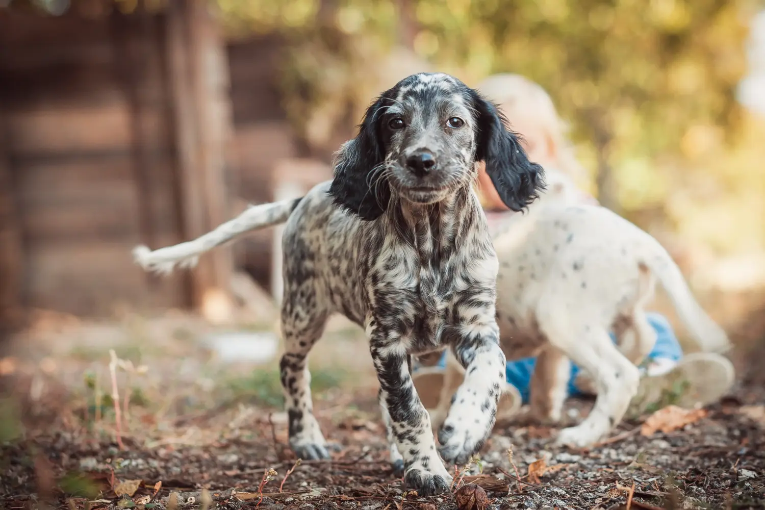 Buying an English Setter puppy means taking responsibility! Buy English Setter puppies.