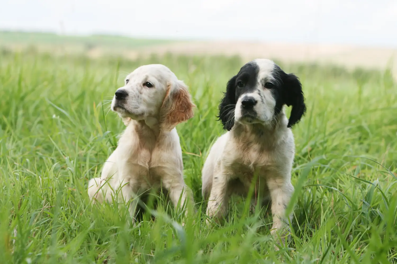 Buying an English Setter puppy means taking responsibility! Buy English Setter puppies.