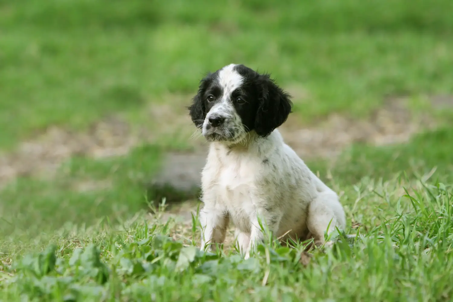 Buying an English Setter puppy means taking responsibility! Buy English Setter puppies.