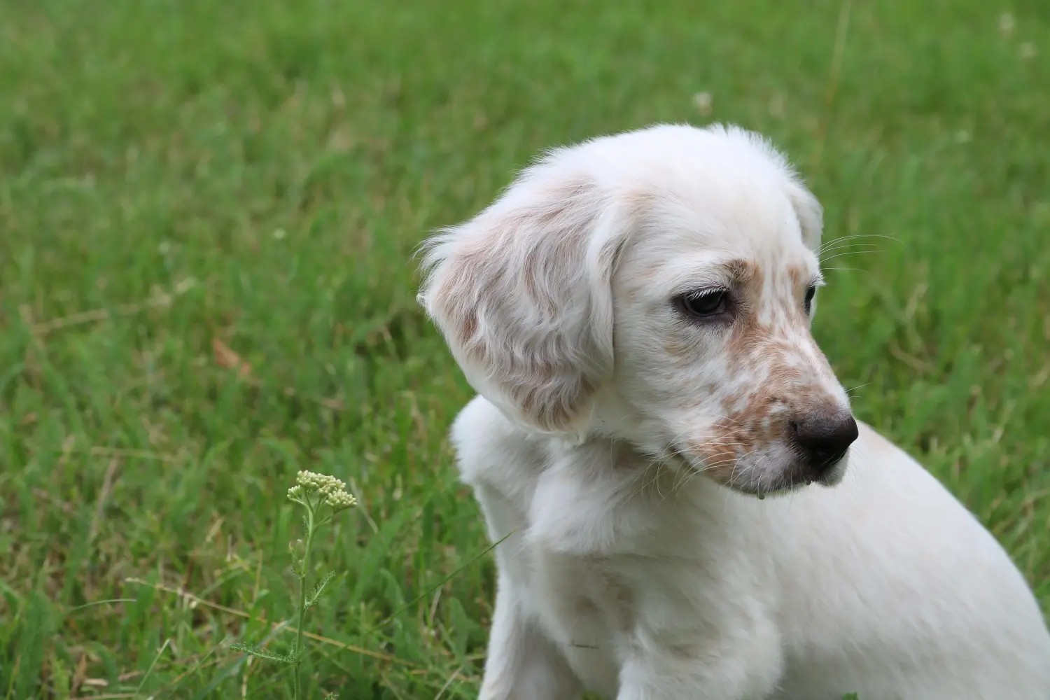 Buying an English Setter puppy means taking responsibility! Buy English Setter puppies.