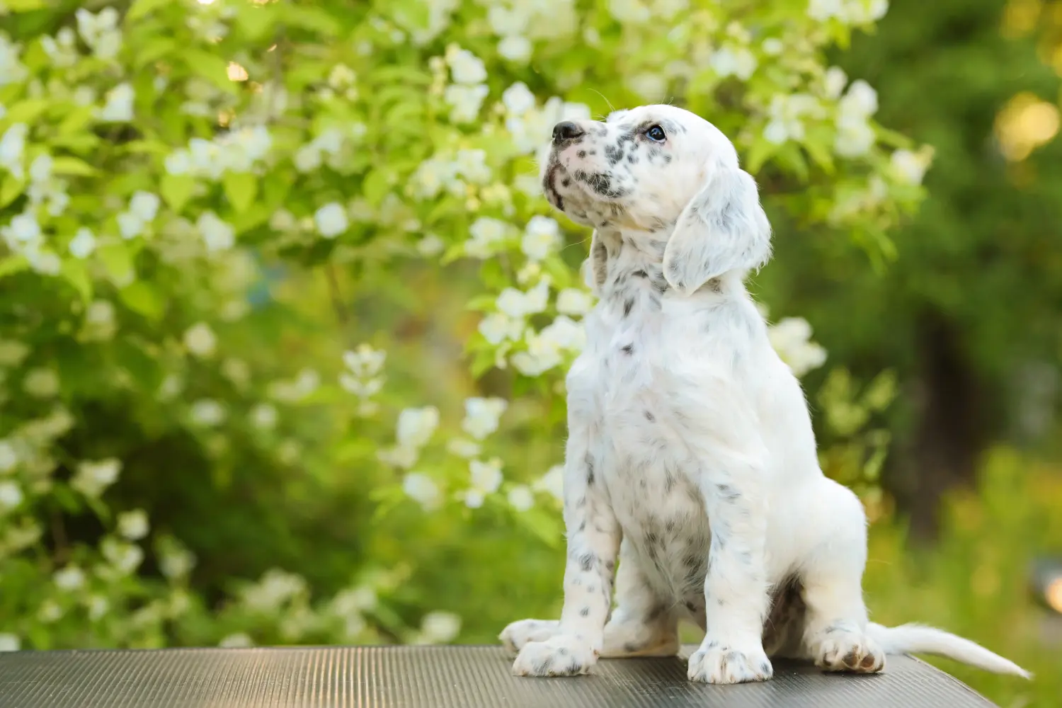 Buying an English Setter puppy means taking responsibility! Buy English Setter puppies.