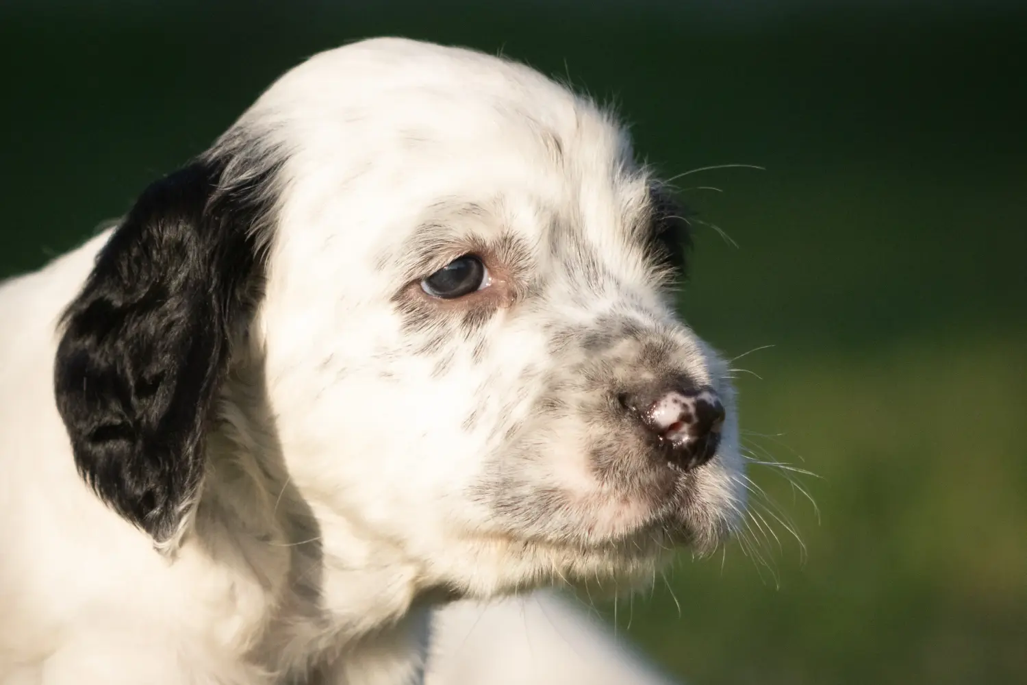Buying an English Setter puppy means taking responsibility! Buy English Setter puppies.