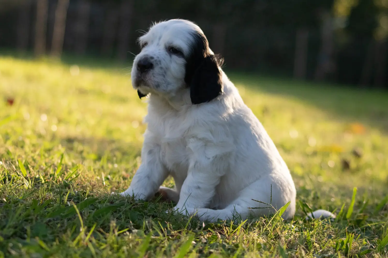 Buying an English Setter puppy means taking responsibility! Buy English Setter puppies.