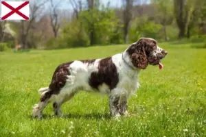 Read more about the article English Springer Spaniel breeders and puppies in Alabama