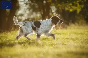 Read more about the article English Springer Spaniel breeders and puppies in Alaska