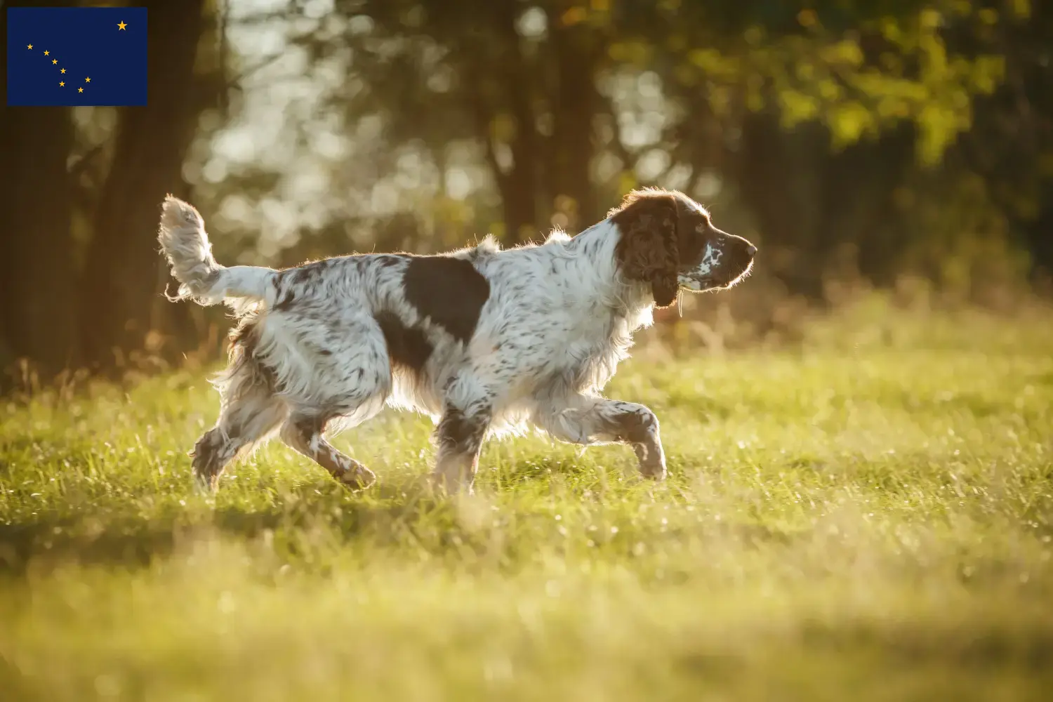 English Springer Spaniel puppies and breeder Alaska Find English Springer Spaniels breeders in Alaska.
