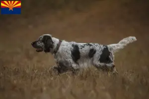 Read more about the article English Springer Spaniel breeders and puppies in Arizona