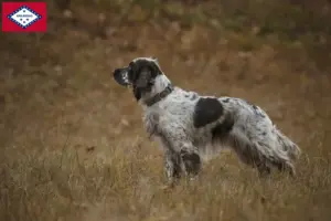 Read more about the article English Springer Spaniel breeders and puppies in Arkansas