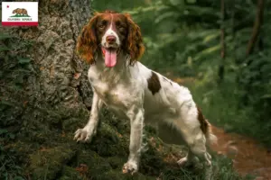 Read more about the article English Springer Spaniel breeders and puppies in California