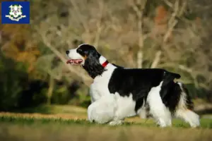 Read more about the article English Springer Spaniel breeders and puppies in Connecticut