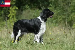 Read more about the article English Springer Spaniel breeders and puppies in Georgia