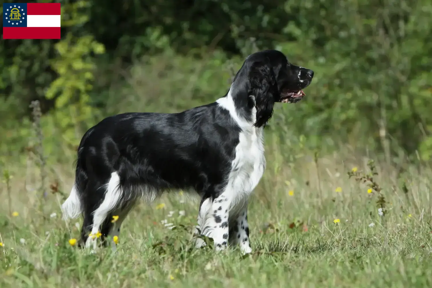 English Springer Spaniel puppies and breeder Georgia Find English Springer Spaniels breeders in Georgia.