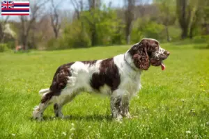 Read more about the article English Springer Spaniel breeders and puppies in Hawaii
