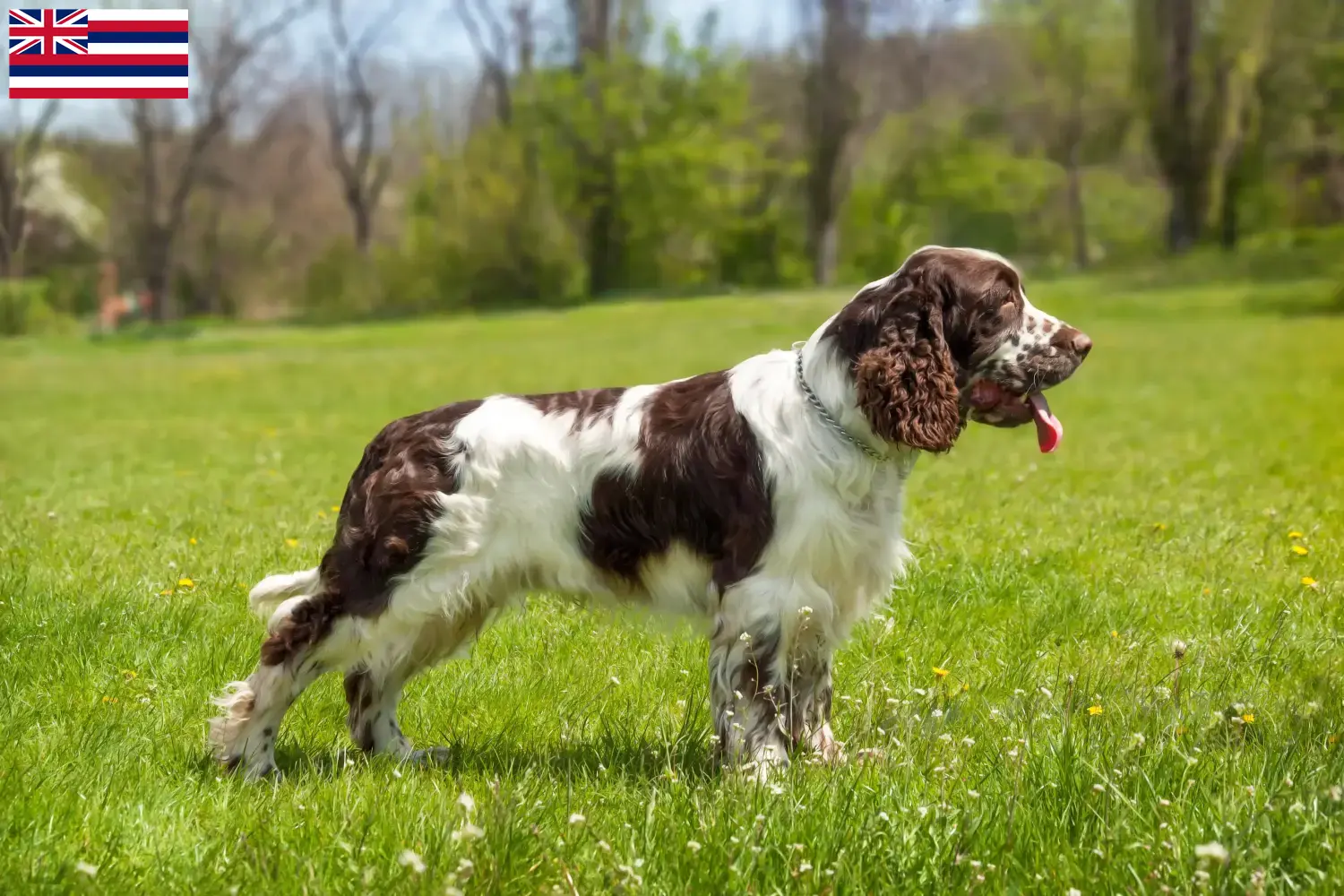 English Springer Spaniel puppies and breeders Hawaii Find English Springer Spaniels breeders in Hawaii.