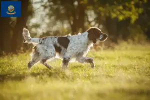 Read more about the article English Springer Spaniel breeders and puppies in Idaho