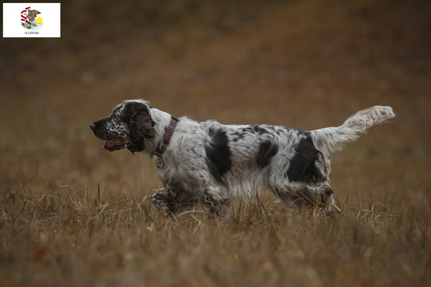 English Springer Spaniel puppies and breeders Illinois Find English Springer Spaniels breeders in Illinois.