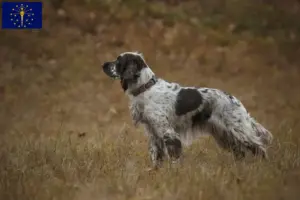 Read more about the article English Springer Spaniel breeders and puppies in Indiana
