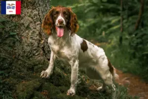 Read more about the article English Springer Spaniel breeders and puppies in Iowa