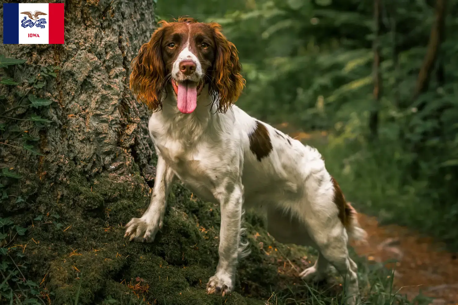 English Springer Spaniel puppies and breeders Iowa Find English Springer Spaniels breeders in Iowa.