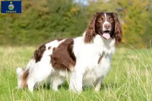 Read more about the article English Springer Spaniel breeders and puppies in Kansas