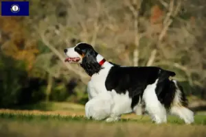 Read more about the article English Springer Spaniel breeders and puppies in Kentucky