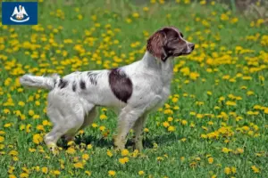 Read more about the article English Springer Spaniel breeders and puppies in Louisiana