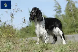 Read more about the article English Springer Spaniel breeders and puppies in Maine